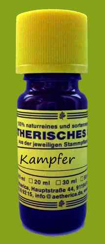 Kampfer (Cinamomum camphora)