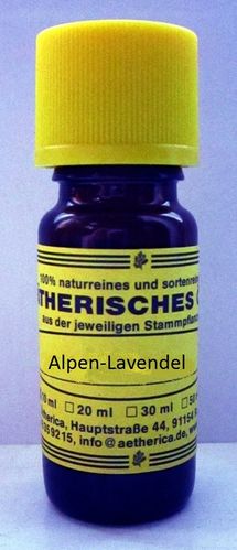 Alpen Lavendel (Lavendula angustifolia vera)